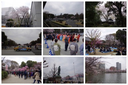 01tokyo sakura in april 2016